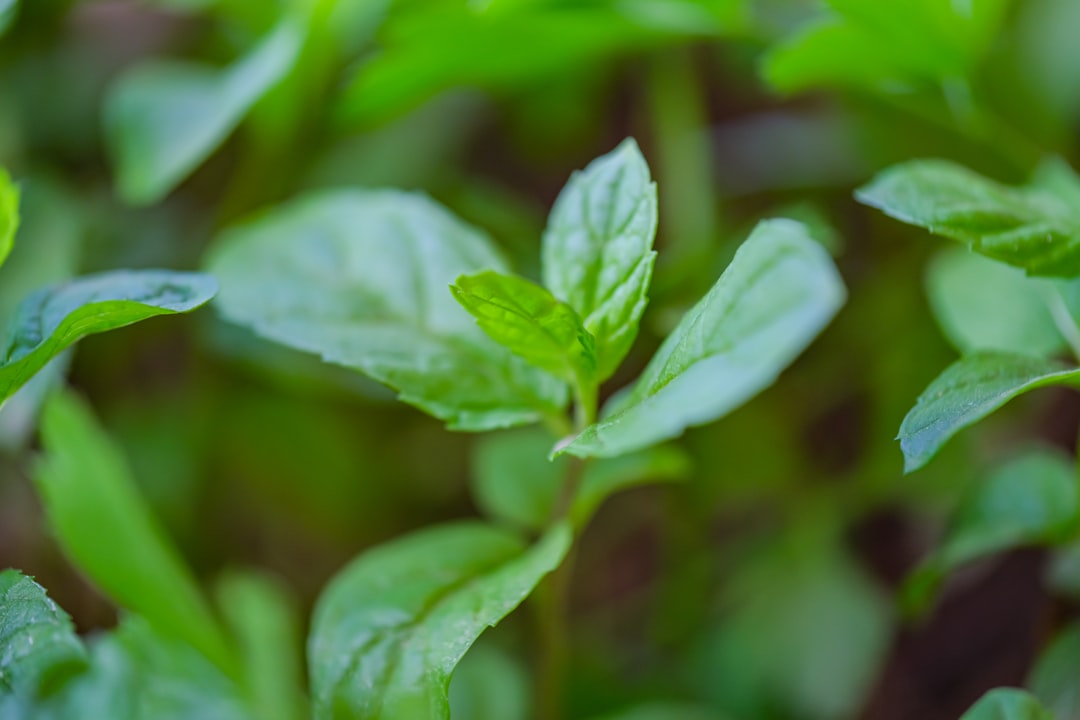 Photo Peppermint mocha